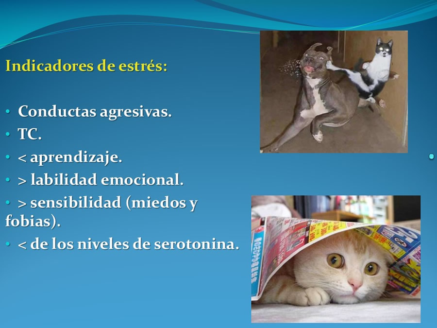 Cmo disminuir el estrs de los gatos durante su visita veterinaria?