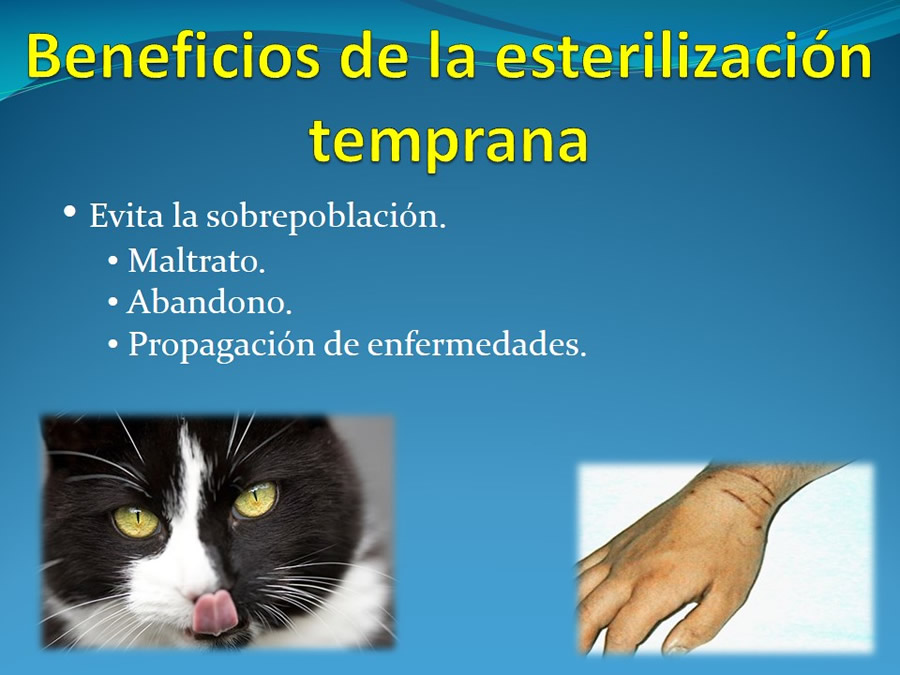 Cmo disminuir el estrs de los gatos durante su visita veterinaria?