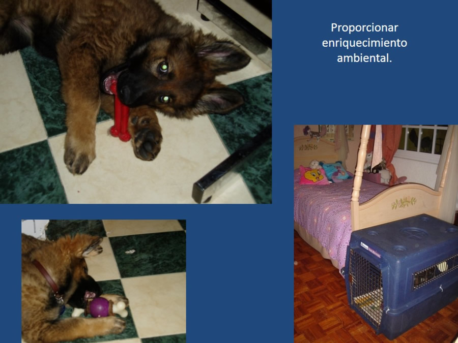 Adaptacin, educacin y prevencin de los problemas conductuales en cachorros