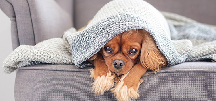 Cmo saber si mi perro tiene fro?