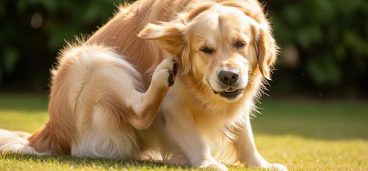Cuidado con las alergias estacionales en tu animal de compañía