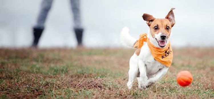 La importancia del ejercicio en perros