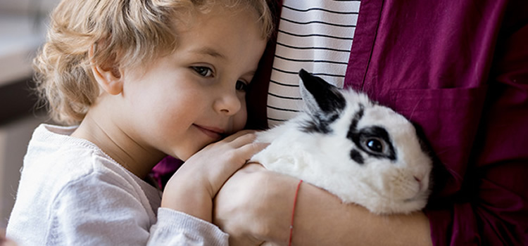 ¿Por qué son los conejos un buen animal de compañía?