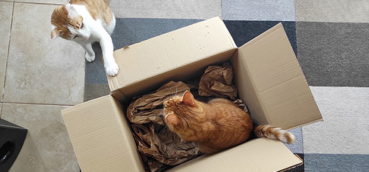 Los mejores juguetes para gato