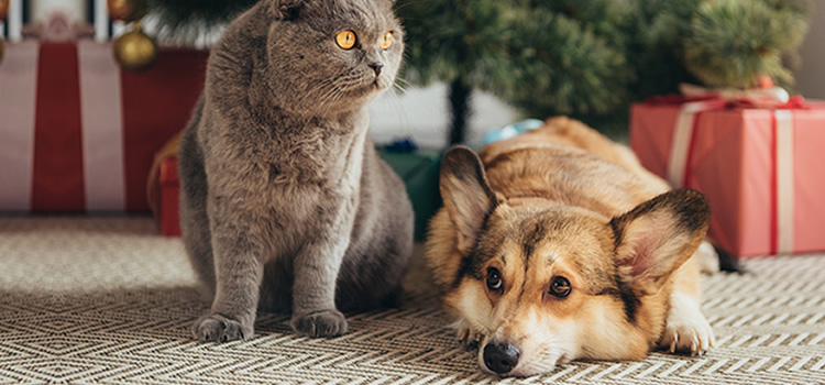 Peligros para nuestros perros y gatos en Navidad