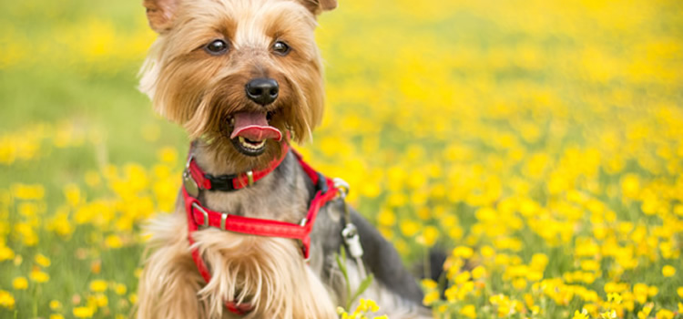 Prepara tu mascota para la primavera
