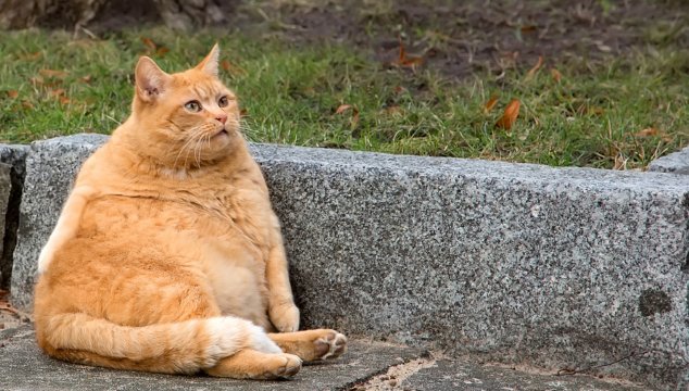 ¿Cómo saber si mi perro tiene frío?