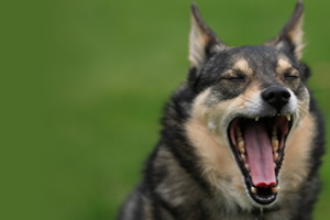 Vocalización en caninos
