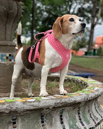 Octubre: Luna