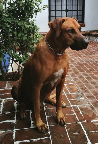 Mascota invitada