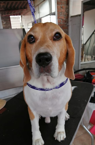 Mascota invitada