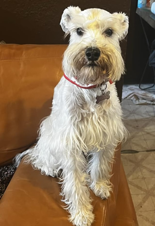 Mascota invitada