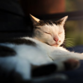 �Sab�as qu�...