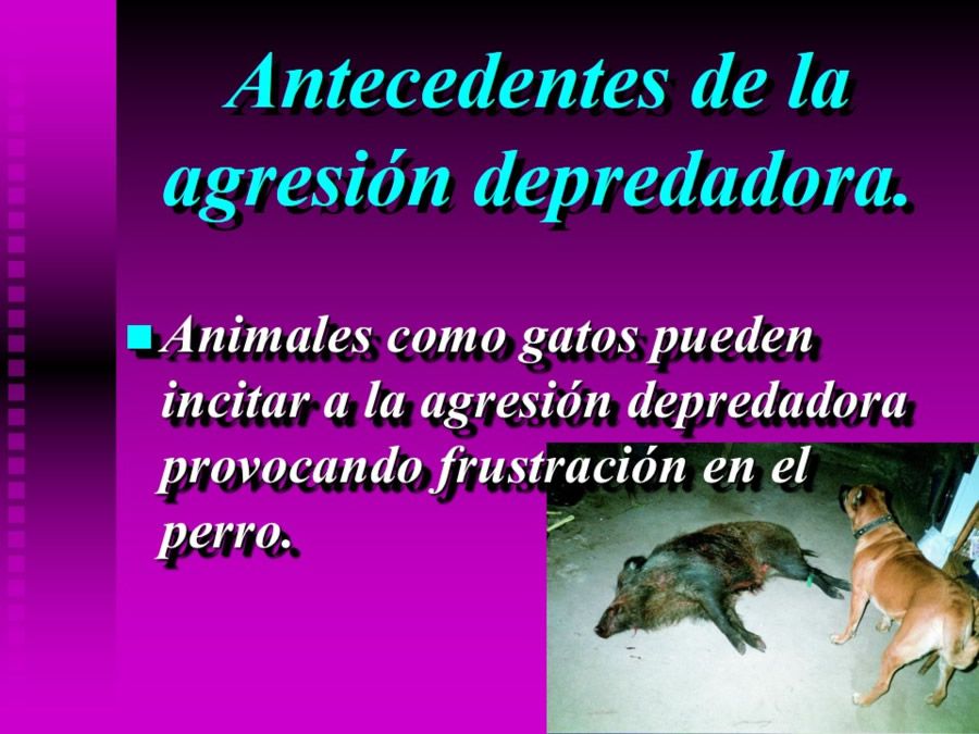 Agresin en perros