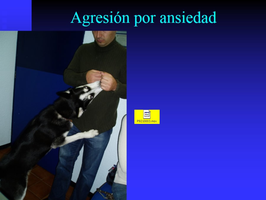 Agresin en perros