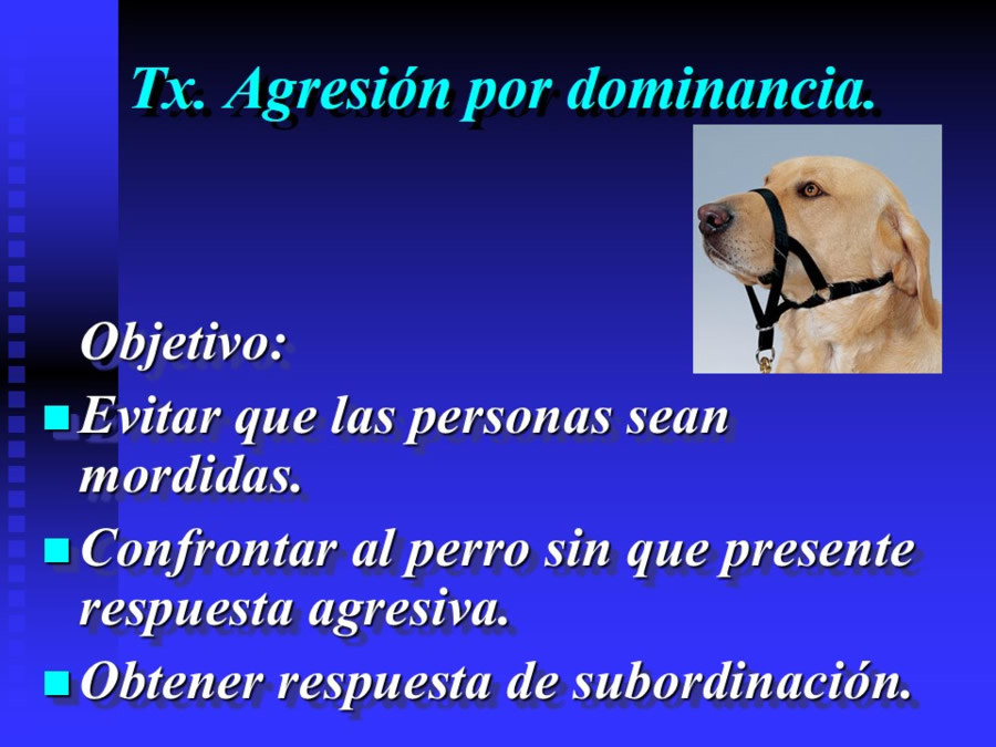 Agresin en perros