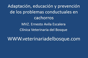 Adaptación, educación y prevención de los problemas conductuales en cachorros