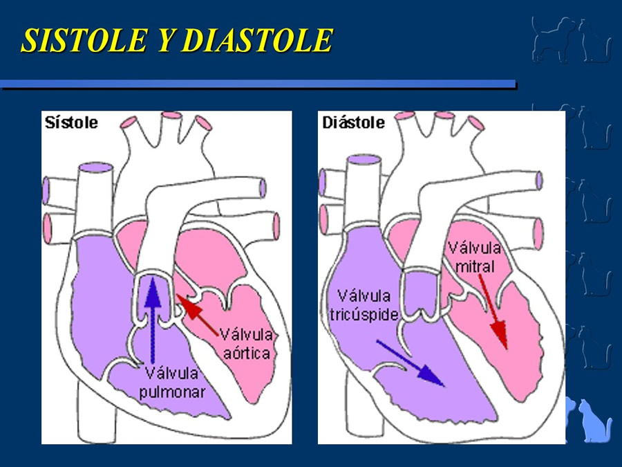 Cardiología básica