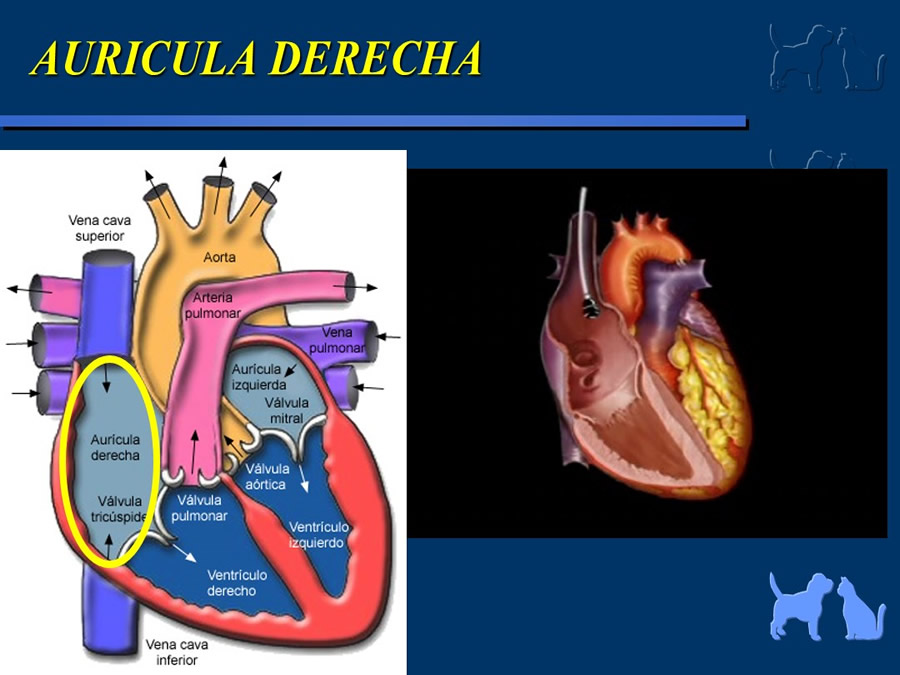Cardiología básica