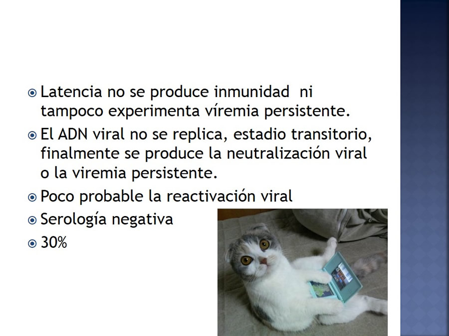 Enfermedades infecciosas en felinos