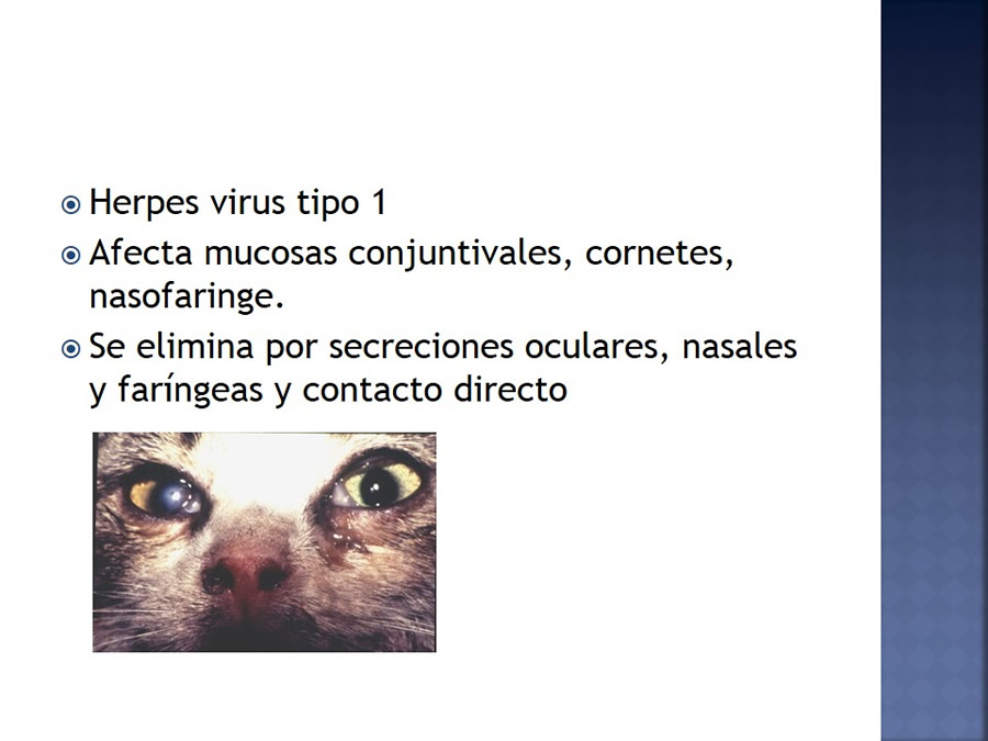 Enfermedades infecciosas en felinos