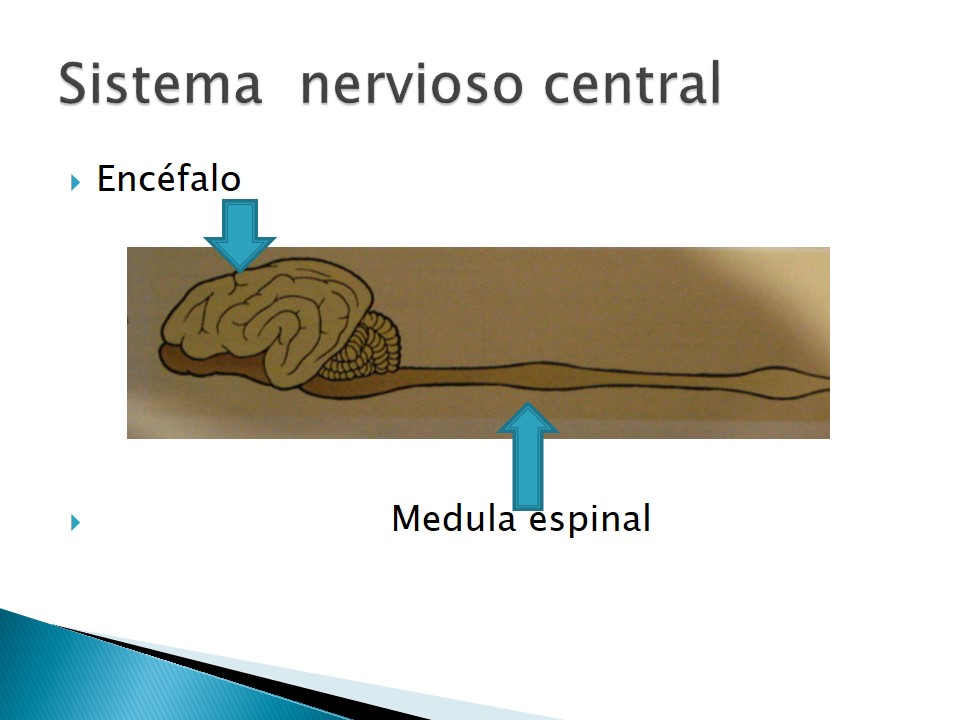 Examen neurológico