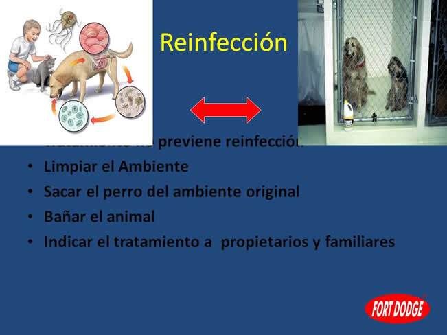 Inmunización en perros y gatos