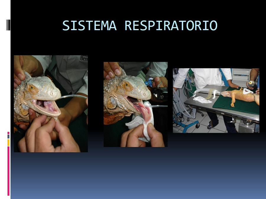 Medicina en reptiles