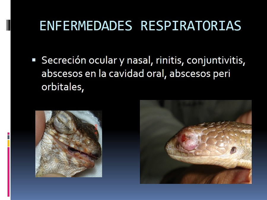 Medicina en reptiles