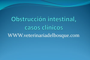 Caso Clínico, Obstrucción intestinal