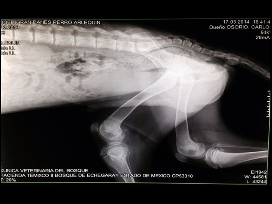 Osteodistrofia Hipertrófica en Canino Gran danés