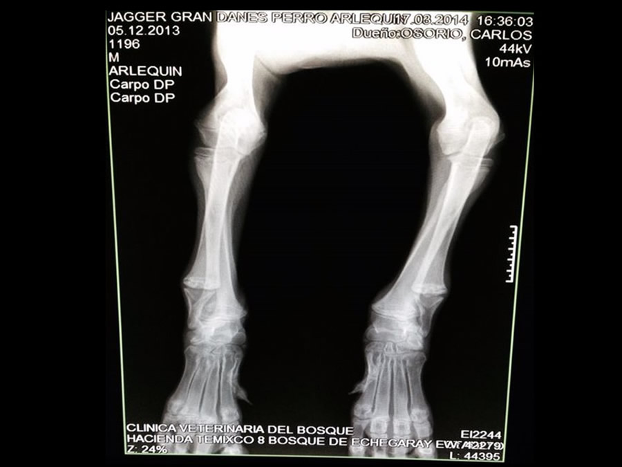 Osteodistrofia Hipertrófica en Canino Gran danés