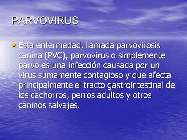 Parvovirus