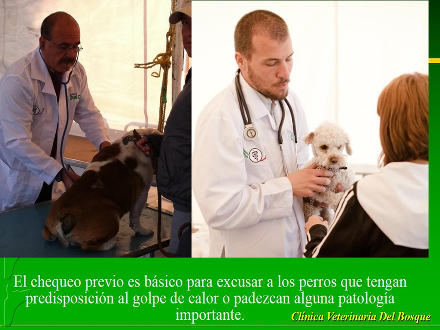 Perroton Dog Chow Intervención Veterinaria