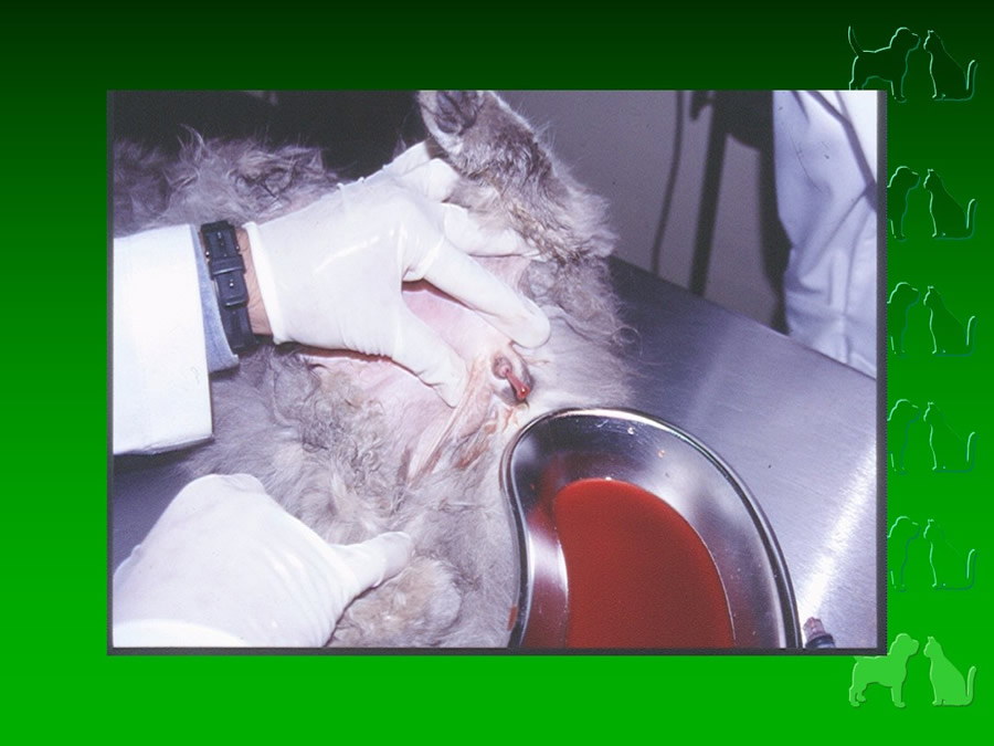 Procedimientos Veterinarios en perros y gatos