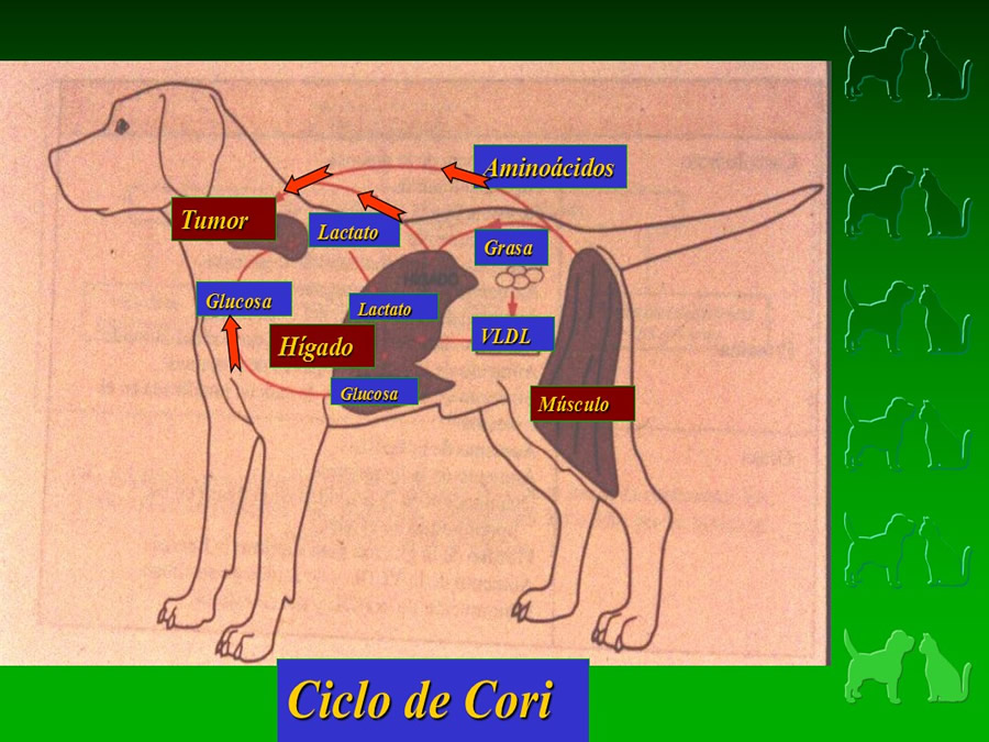 Procedimientos Veterinarios en perros y gatos