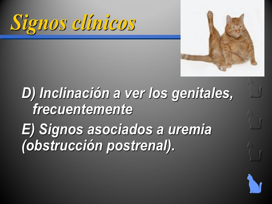 Enfermedad del Tracto Urinario Bajo en Gatos