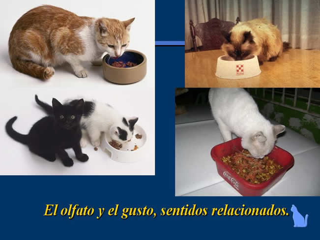 Nutricin en gatos